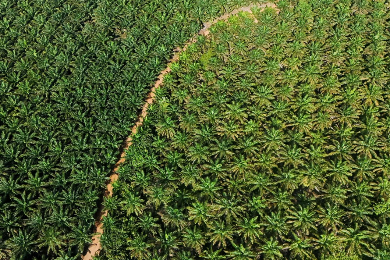 First Resources bayar US$5,6 juta ke pemerintah RI terkait lahan sawit bermasalah