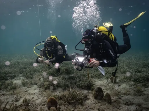 Universidade de Istambul começa a usar IA para proteger prados de erva-marinha em perigo