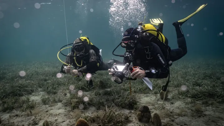Universidade de Istambul começa a usar IA para proteger prados de erva-marinha em perigo