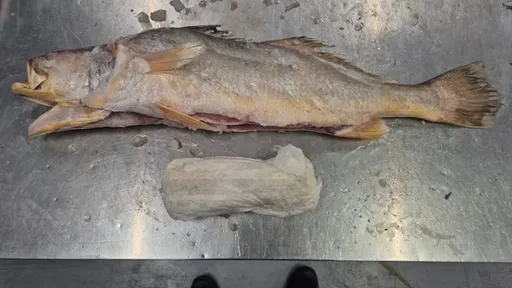 Honderden kilo’s cocaïne ontdekt in bevroren vis uit Suriname