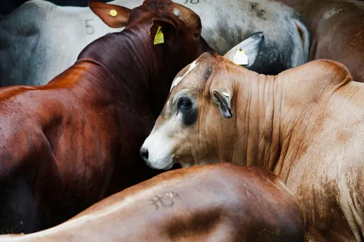 대한민국, 9개월 만에 '구제역' 첫 발생 보고