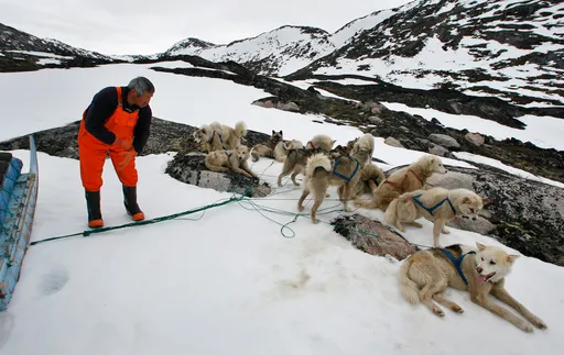 Greenland cancels US envoy visit to annual dog sledge race