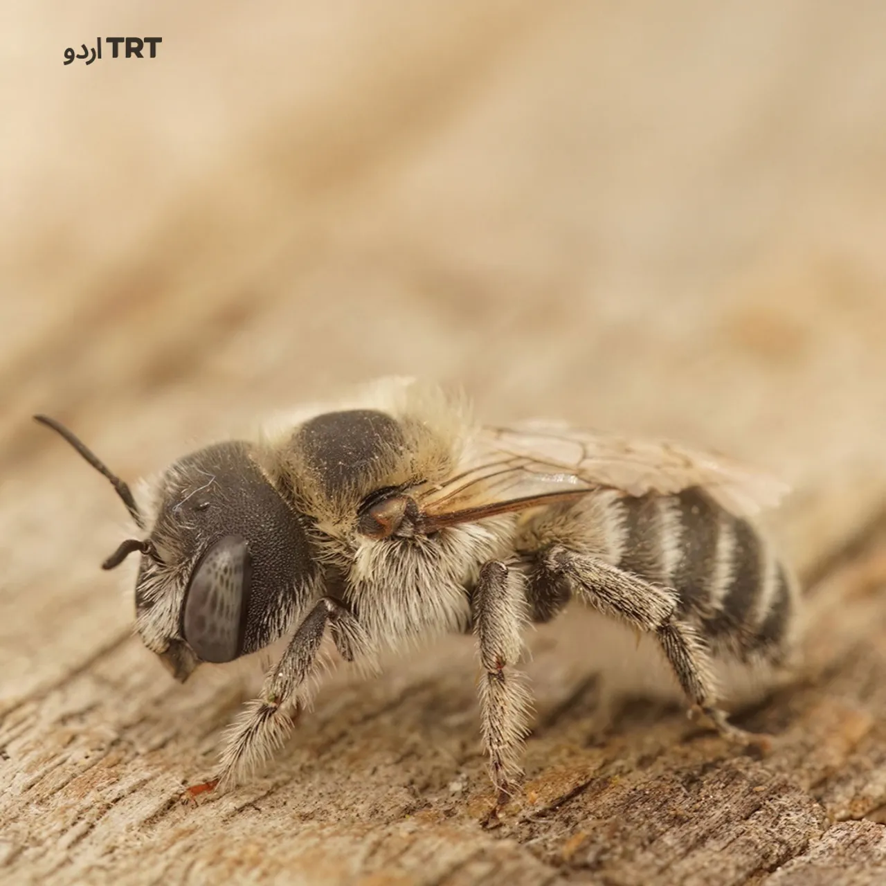 شہد کی مکھیوں کی اجتماعی اموات سے ماحولیاتی نظام متاثر ہو رہا ہے