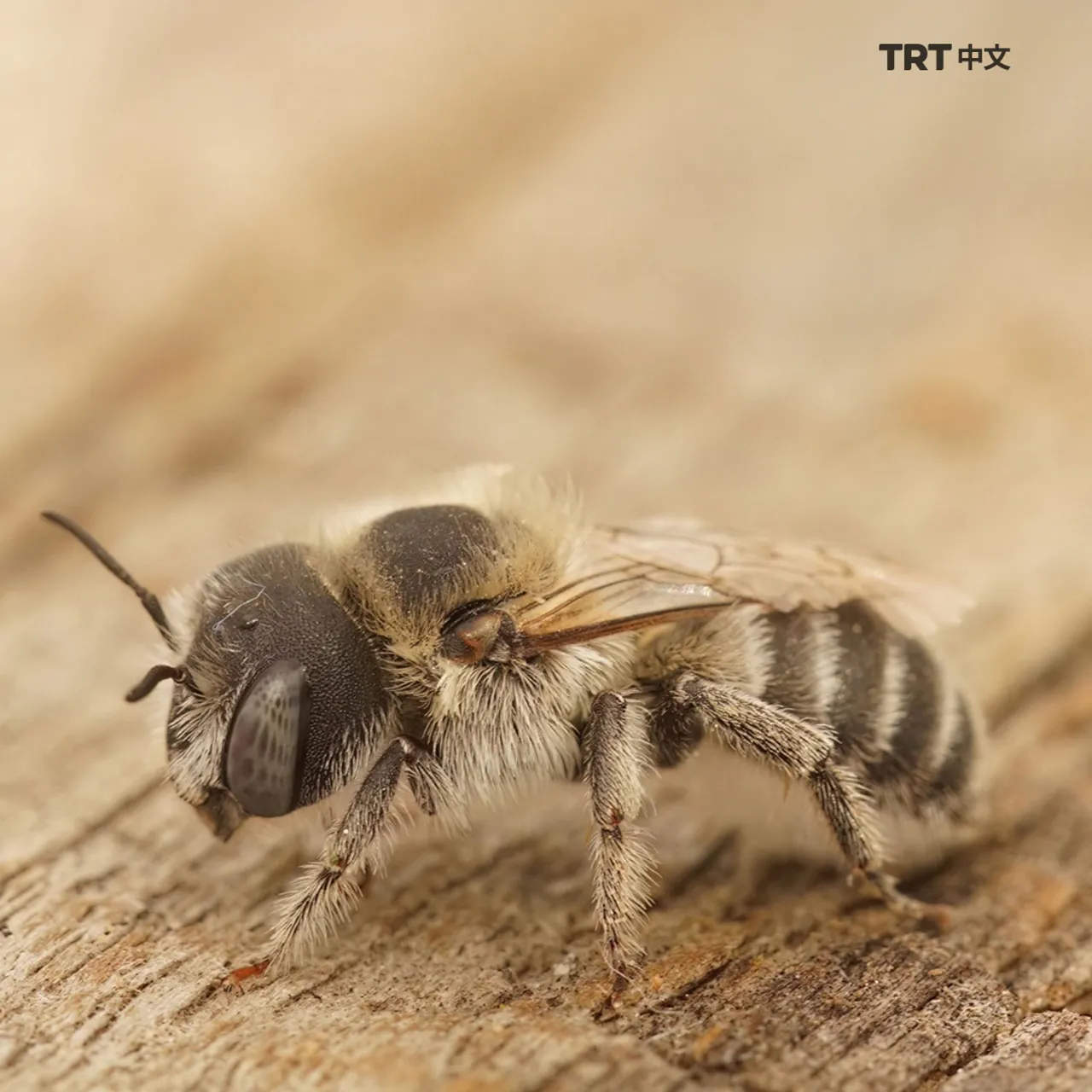 蜜蜂集体死亡正在破坏生态系统