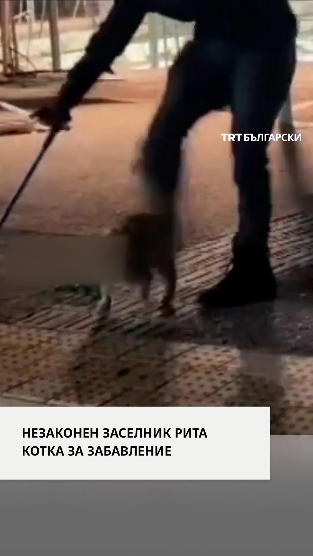 НЕЗАКОНЕН ЗАСЕЛНИК РИТА КОТКА ЗА ЗАБАВЛЕНИЕ