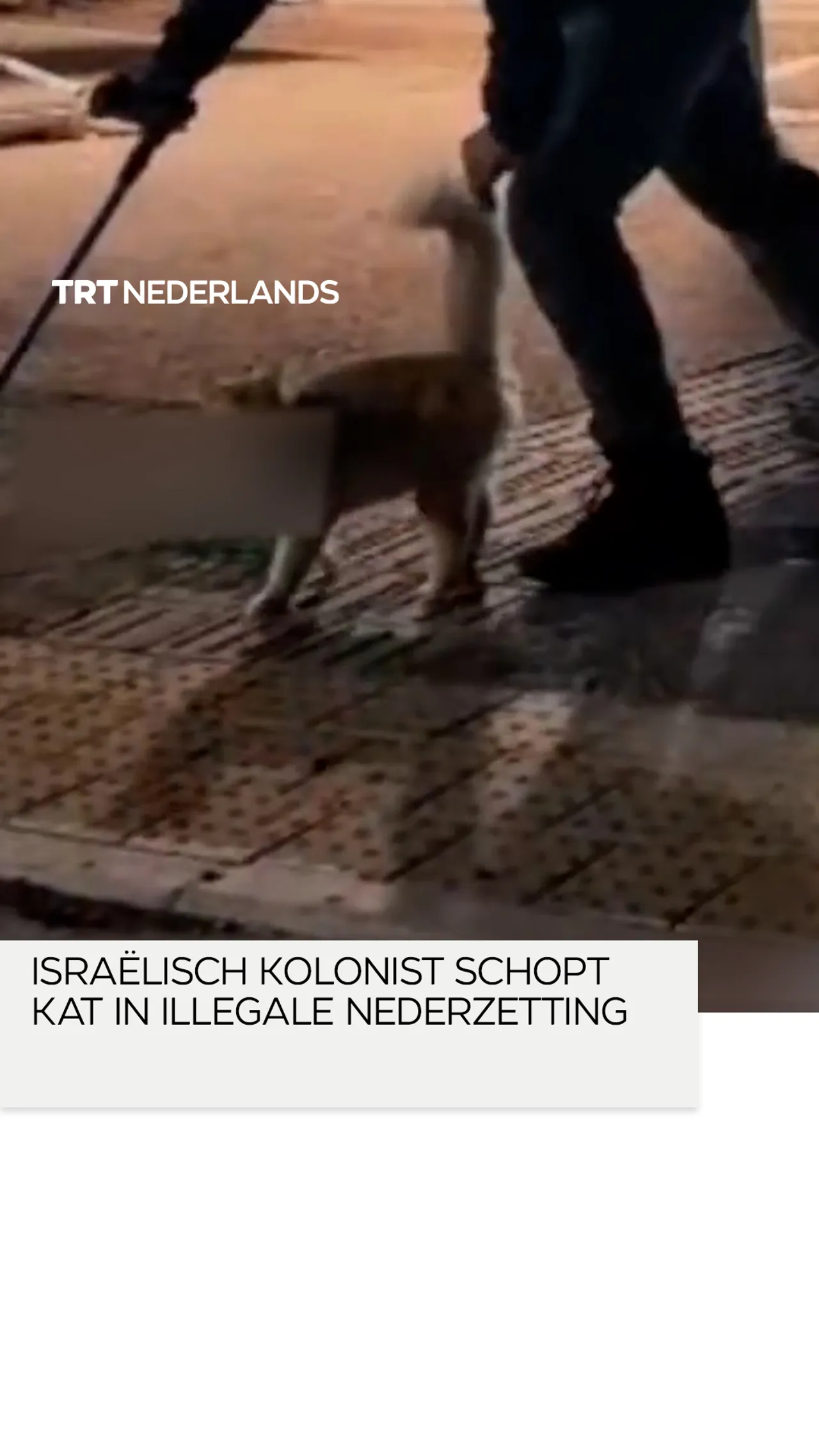Israëlische kolonist schopt kat in de illegale nederzetting Susya