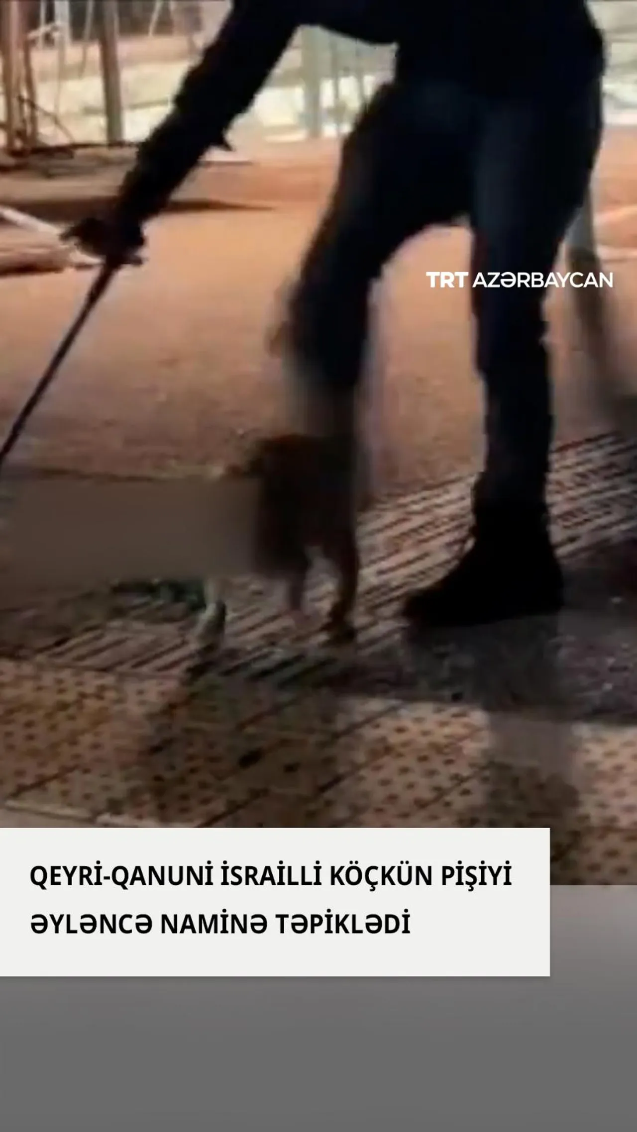 Qeyri-qanuni israilli köçkün pişiyi əyləncə naminə təpiklədi