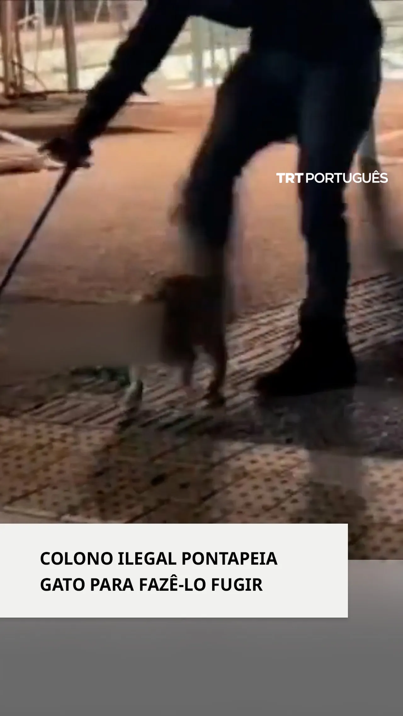 Colono israelita ilegal sádico pontapeia gato por diversão