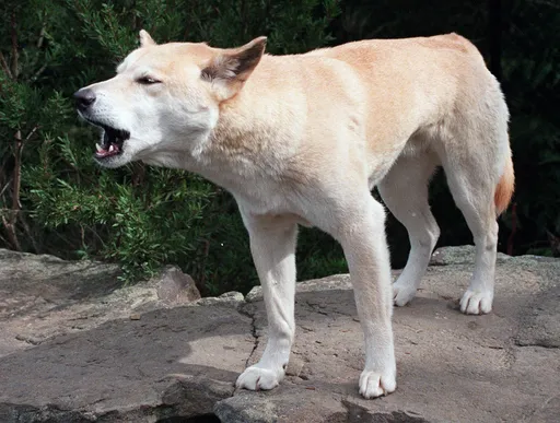 Canadian tourist found dead on an Australian beach, surrounded by a pack of dingoes