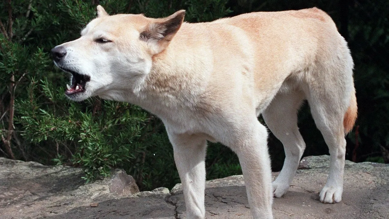 Kanada turistı Avstraliyädä dingo êtläre belän çolğanıp alınğan xäldä üle kileş tabıldı