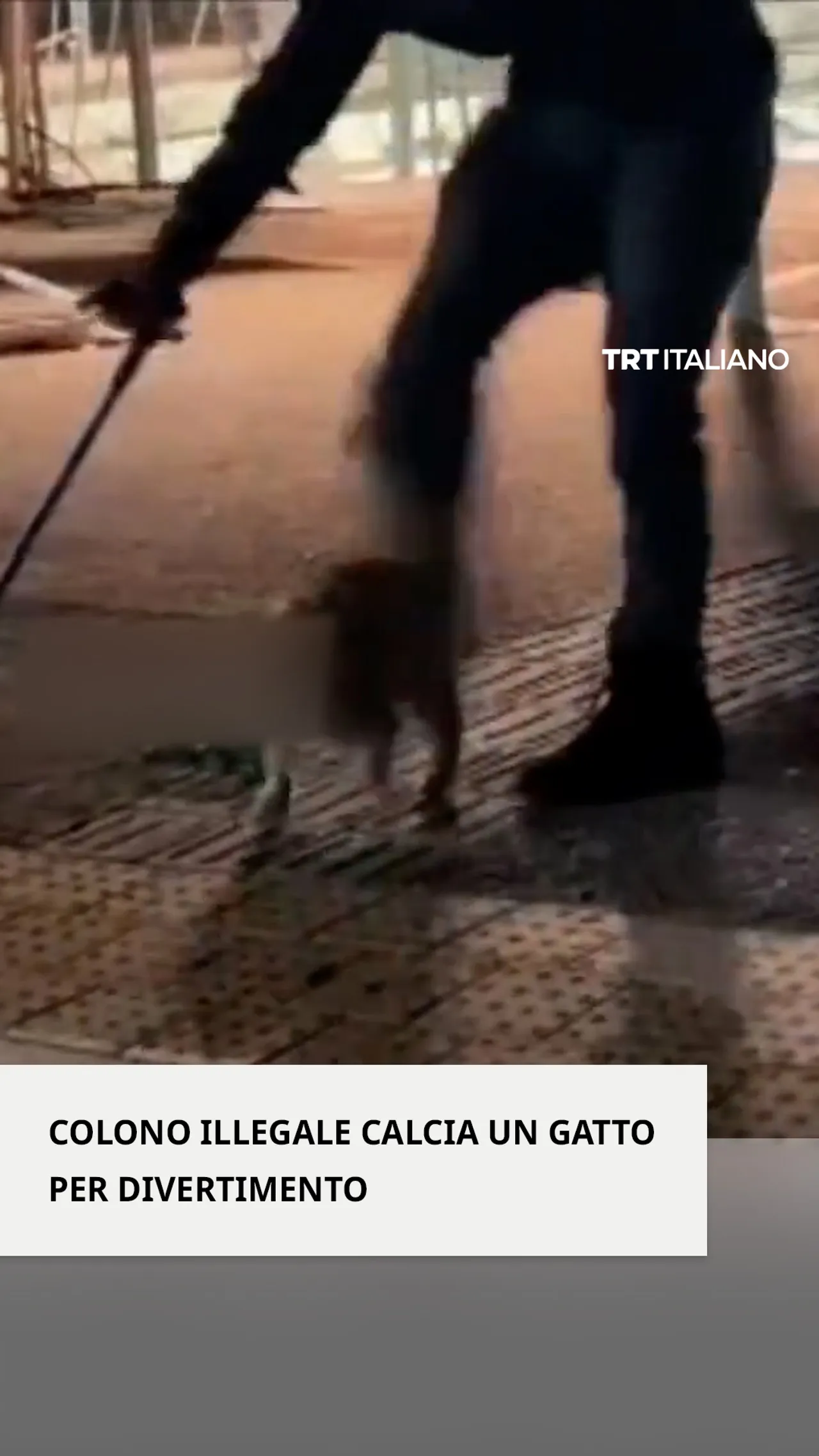 Colono israeliano illegale sadico prende a calci un gatto per divertimento