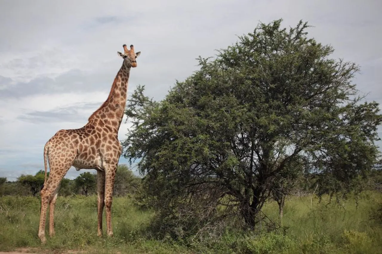Satu dari lima mamalia di Afrika Selatan, Lesotho, dan Eswatini terancam punah