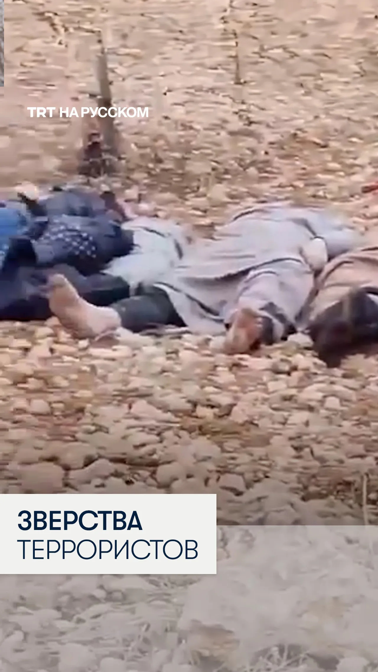 В соцсетях распространились видеозаписи жестокостей террористов YPG/СДС против мирных жителей