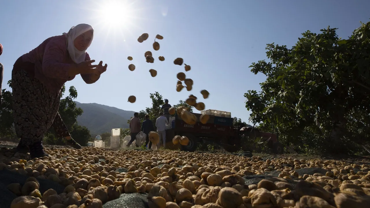 درآمد ۱.۷۴ میلیارد دلاری ترکیه از صادرات میوه خشک به ۱۵۰ کشور