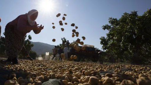 درآمد ۱.۷۴ میلیارد دلاری ترکیه از صادرات میوه خشک به ۱۵۰ کشور