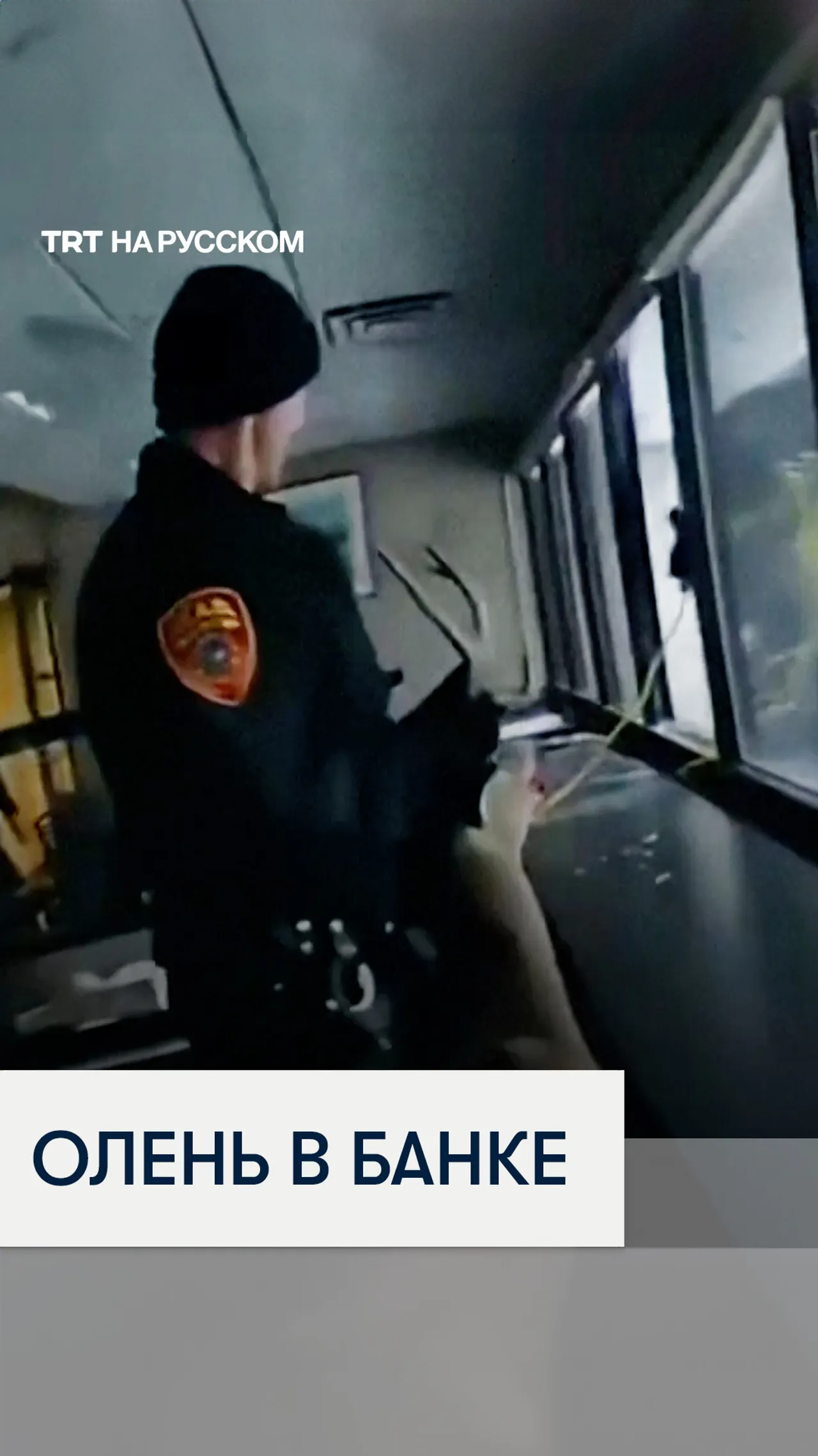 В США олень ворвался в банк, разбив окно в здании