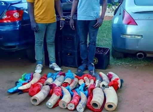 Kenya arrests elephant tusk trafficking suspects