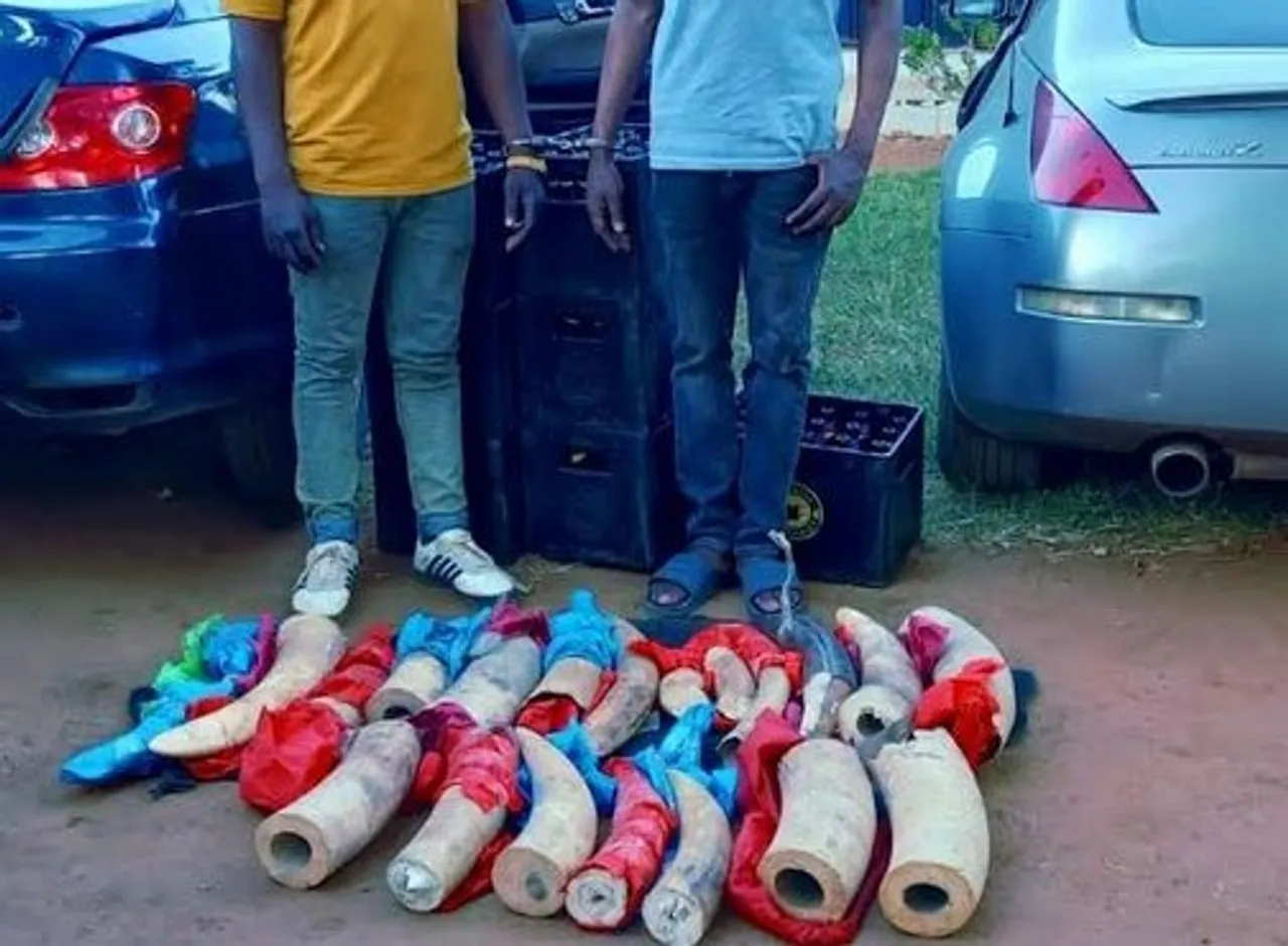 Kenya arrests elephant tusk trafficking suspects