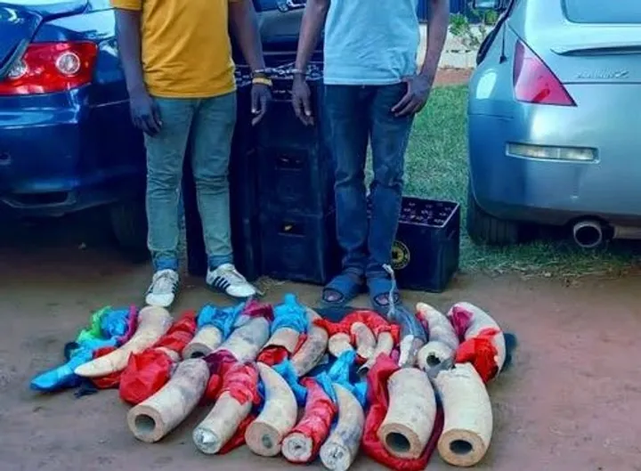 Kenya arrests elephant tusk trafficking suspects