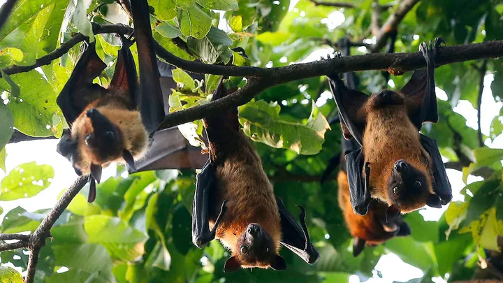 Malaysia perketat pemeriksaan sempadan susulan kes virus Nipah
