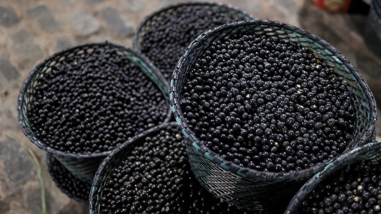 Brasil declara o açaí, um superalimento, como fruta nacional para combater a «biopirataria»