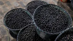 Brasil declara o açaí, um superalimento, como fruta nacional para combater a «biopirataria»