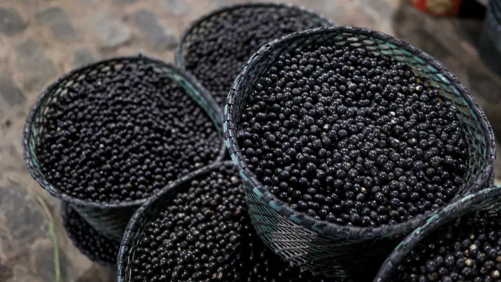 Brasil declara o açaí, um superalimento, como fruta nacional para combater a «biopirataria»
