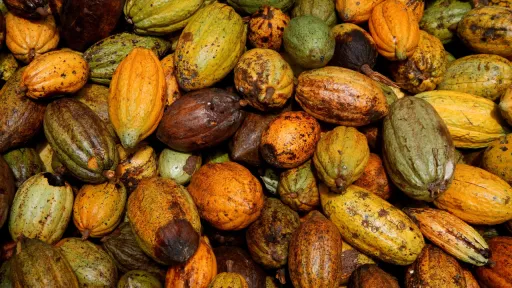 Côte d'Ivoire offers farmers a new deal to clear cocoa backlog