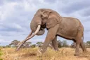 Conservation icon Craig: Kenya seeks to bring back to life deceased elephant's glory