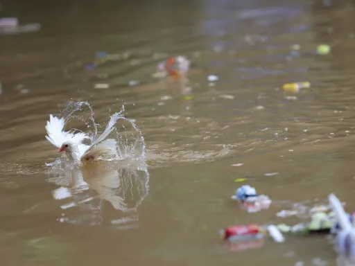 Nove mortos e 200 hospitalizados devido a água contaminada na cidade de Indore, na Índia