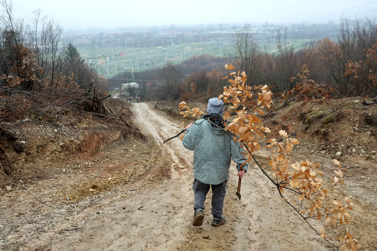Badnji dan u Srbiji: Seča badnjaka, tradicija koja se prenosi generacijama