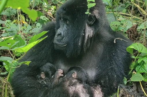 Sokwe wa DRC ajifungua mapacha