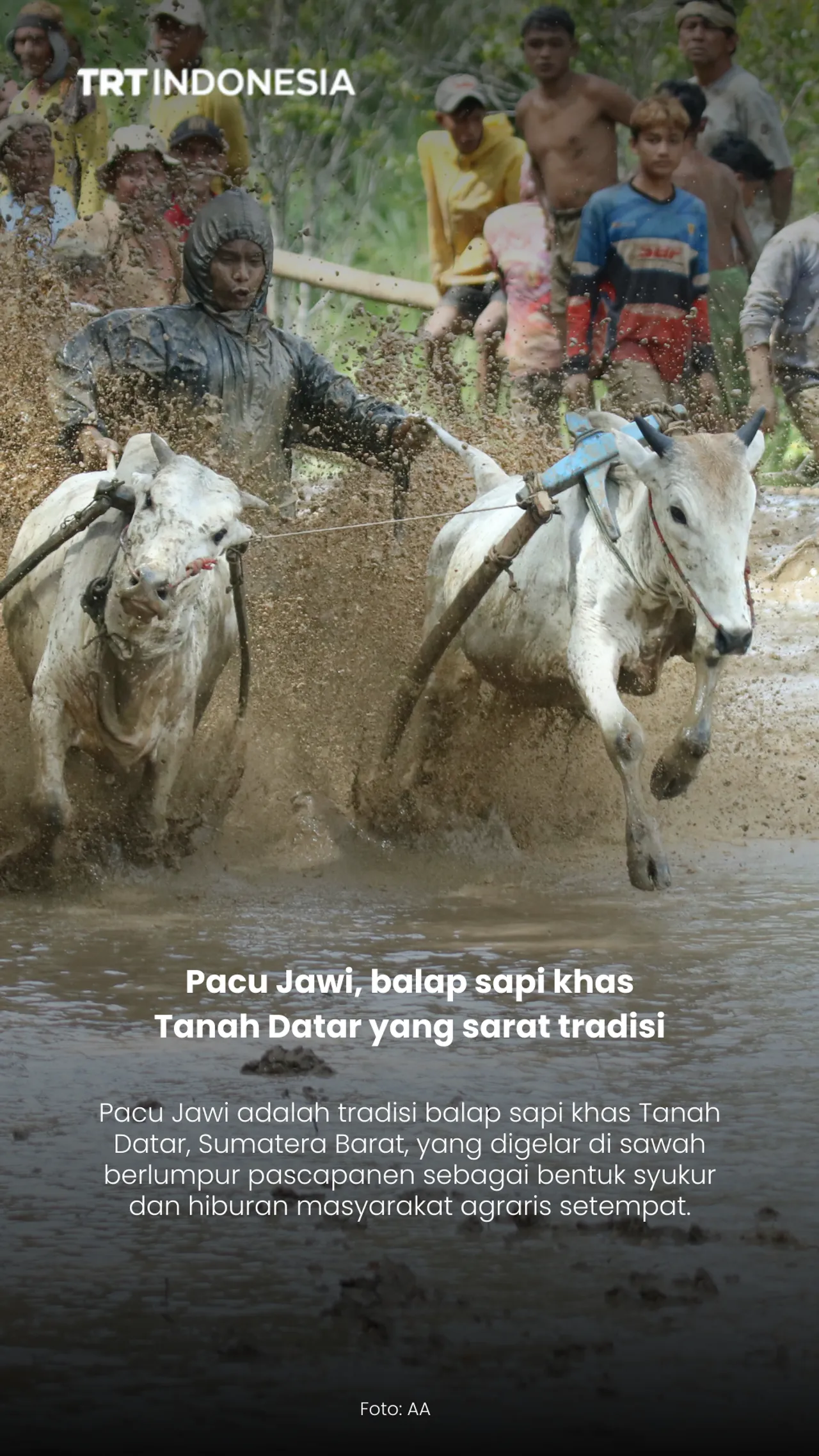Pacu Jawi, balap sapi khas Tanah Datar yang sarat tradisi