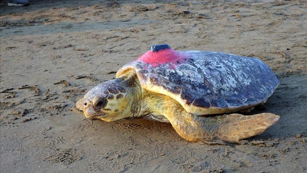 Tracked turtle Tuba stays close to Türkiye’s Aegean and Eastern Mediterranean coasts