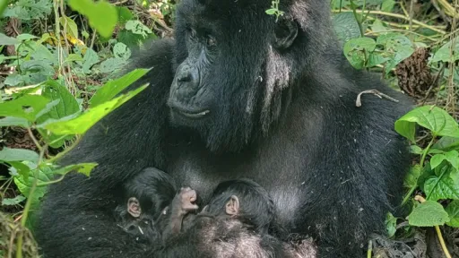 Birth of rare mountain gorilla twins recorded in DRC park