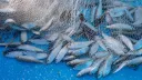 Morocco to ban frozen sardine exports from February