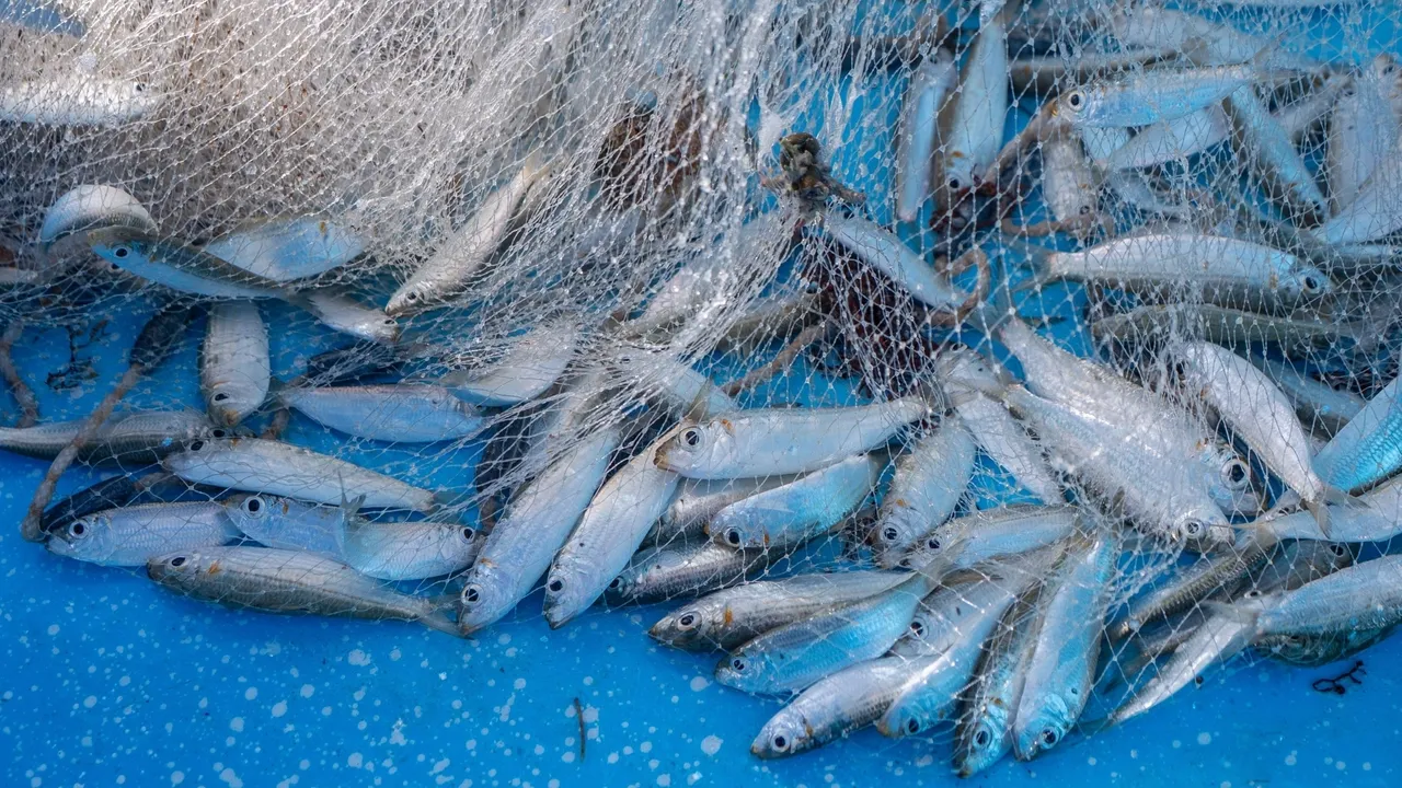Morocco to ban frozen sardine exports from February