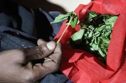 Why Mombasa's proposed ban on addictive stimulant 'muguka' is a public-policy flashpoint