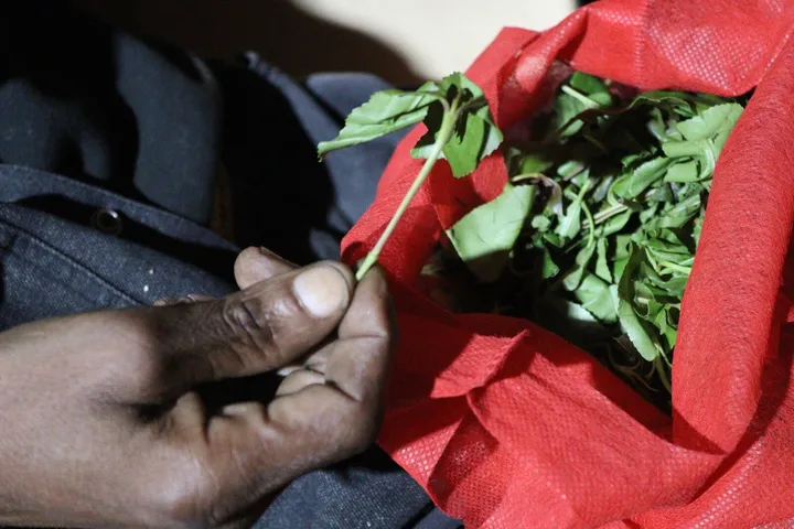 Why Mombasa's proposed ban on addictive stimulant 'muguka' is a public-policy flashpoint