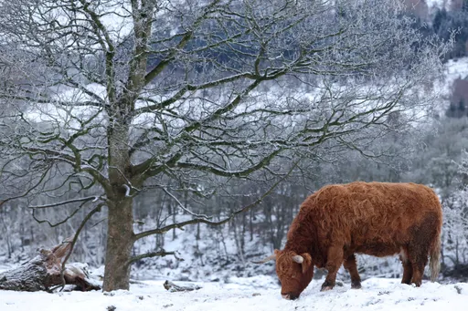 Franśiya häm Britaniyadä buran çıqqan