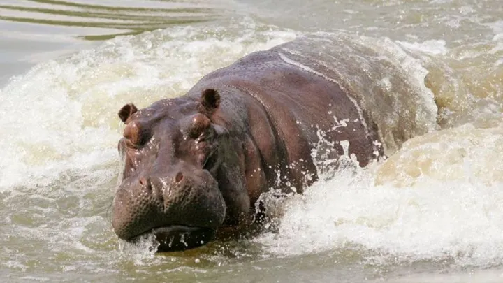 Mother, her two children die after hippo sinks boat in DRC