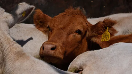 Namibia detects foot-and-mouth disease outbreak in second region