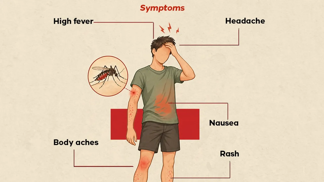 What is dengue virus?