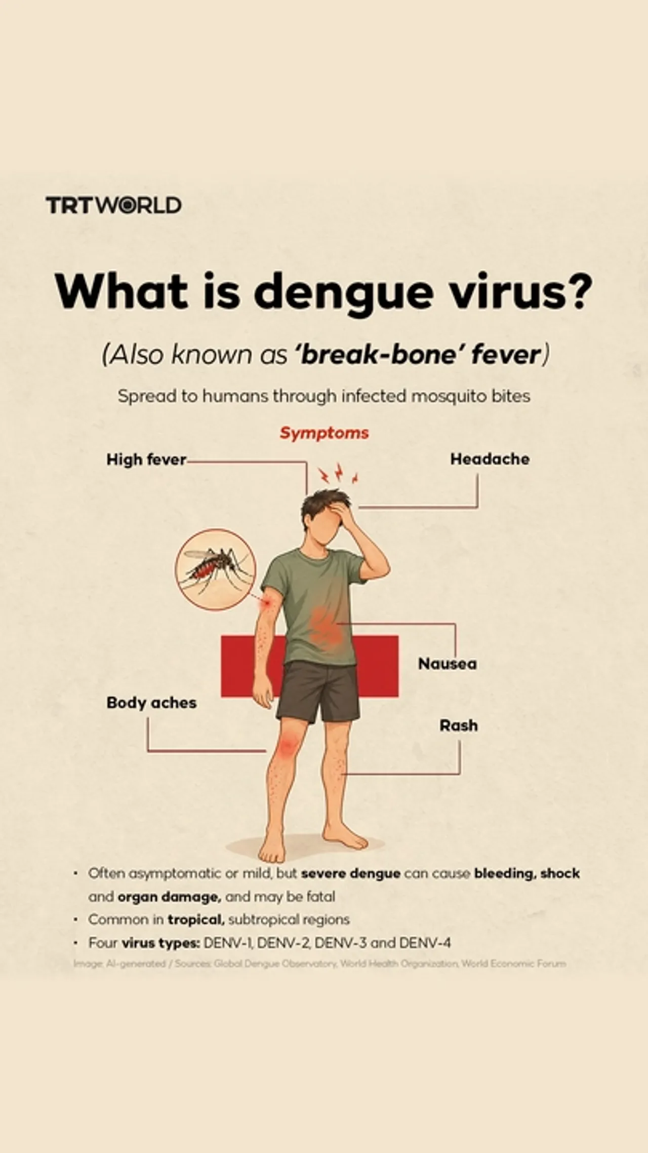 What is dengue virus?