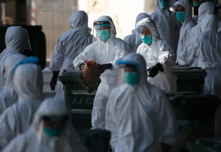 Seoul reports new 'highly pathogenic' bird flu case in duck farm, season tally rises to 43