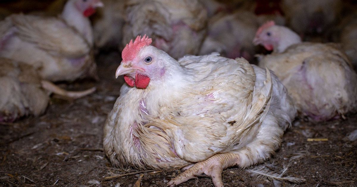 Shirika la misaada la Uturuki laanzisha mradi wa ufugaji kuku kwa wanawake wa Tanzania