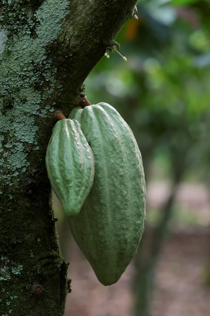 Gwamnatin Ghana ta ba da umarnin sarrafa kashi 50 cikin 100 na koko a cikin ƙasar