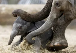 How intelligent and emotionally aware are elephants?