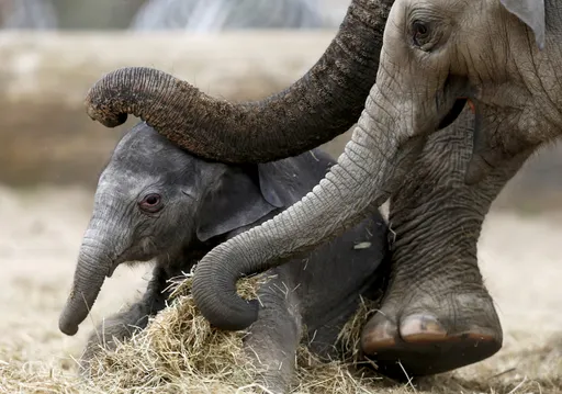 How intelligent and emotionally aware are elephants?