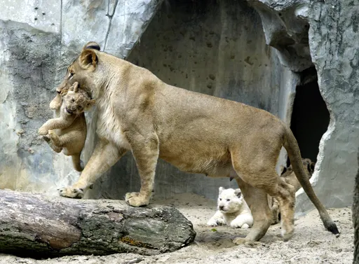 Studija: Lavovi su živjeli u Japanu prije hiljada godina